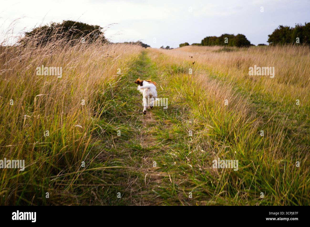 Ein junger springer-Spaniel-Hund, der auf einem Feldweg wegläuft Stockfoto