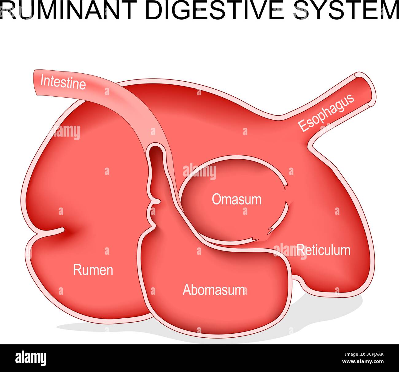 Wiederkäuer-Verdauungssystem. Die Vierkammermagenanatomie. Vektordiagramm. Abbildung Stock Vektor