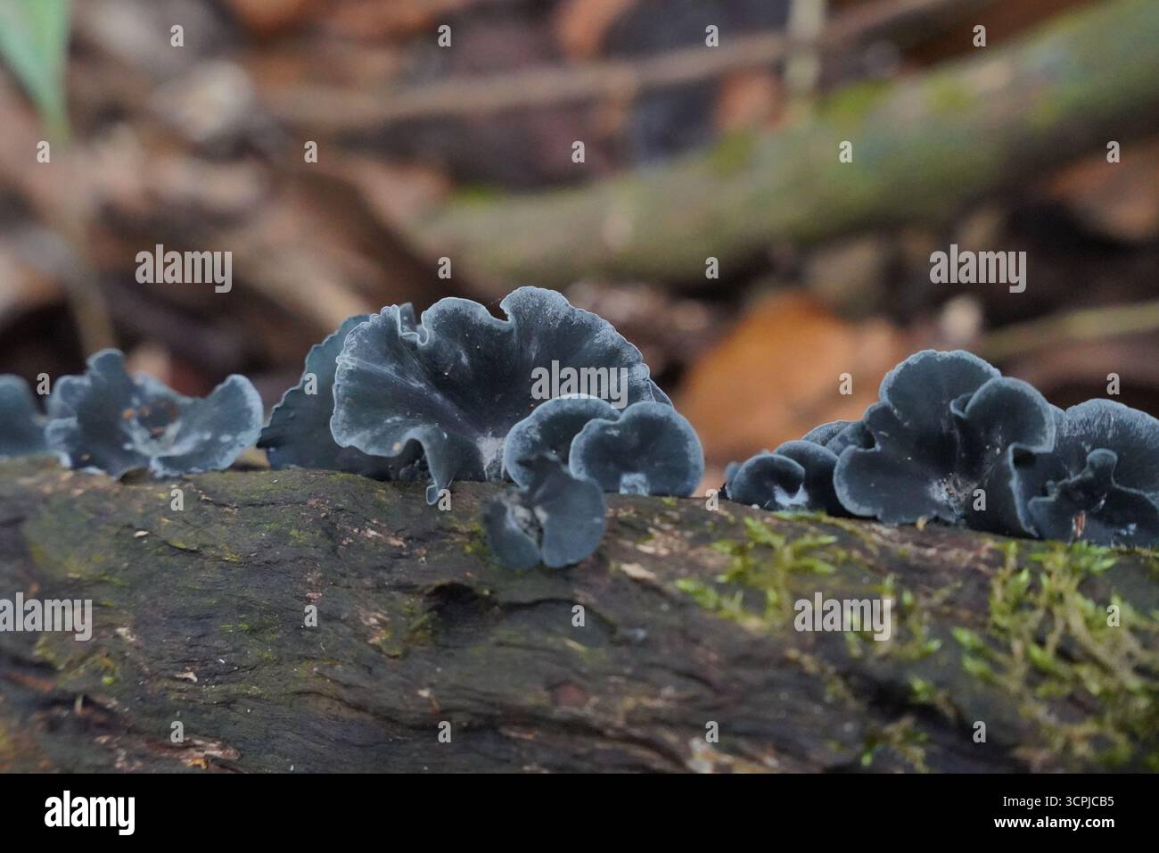 Nahaufnahme von Inflatostereum glabrum, einem schwarzen Pilz auf verfallendem Holz im Regenwald Sri Lankas, der die Biodiversität und Pilze hervorhebt. Stockfoto