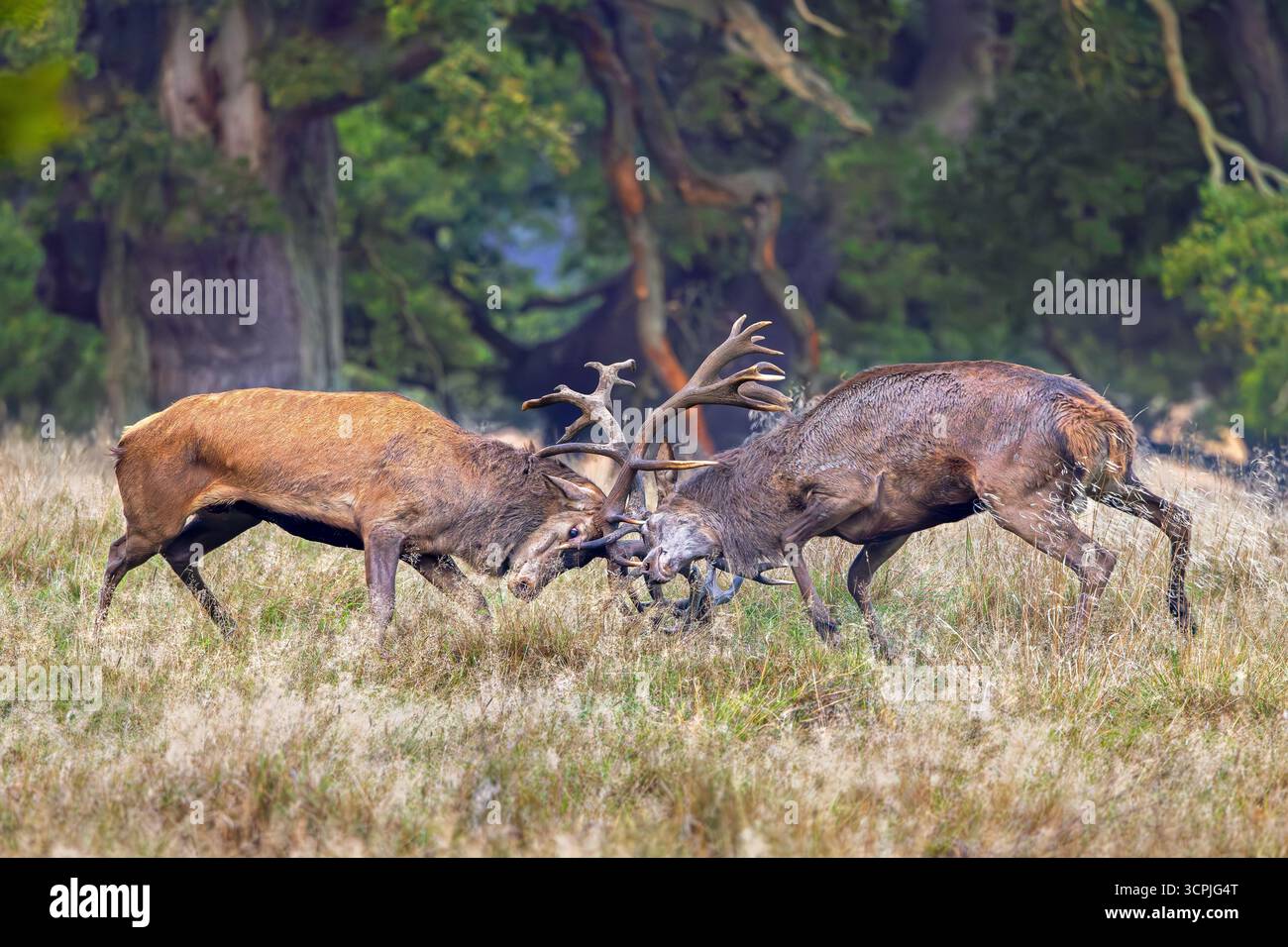 Zwei Rothirsche (Cervus elaphus), die während einer heftigen Paarungsschlacht im Grasland am Waldrand während der Rut im Herbst durch das Sperren von Geweihen kämpfen Stockfoto