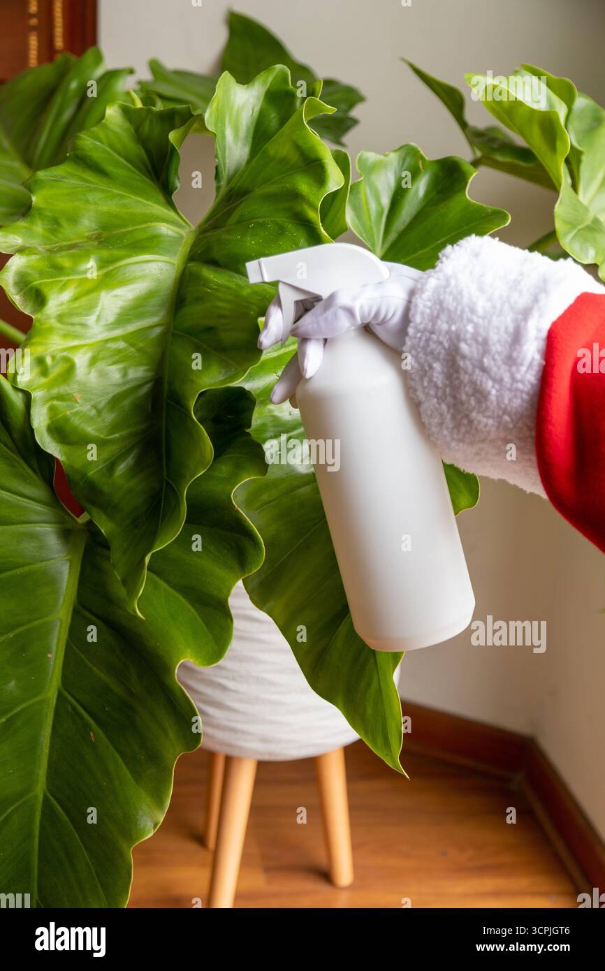 Hände des Weihnachtsmanns, der eine Philodendron-Pflanze tränkt. Stockfoto