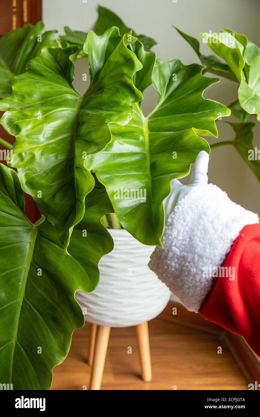 Die Hände des Weihnachtsmanns streicheln eine wunderschöne Philodendron-Pflanze Stockfoto