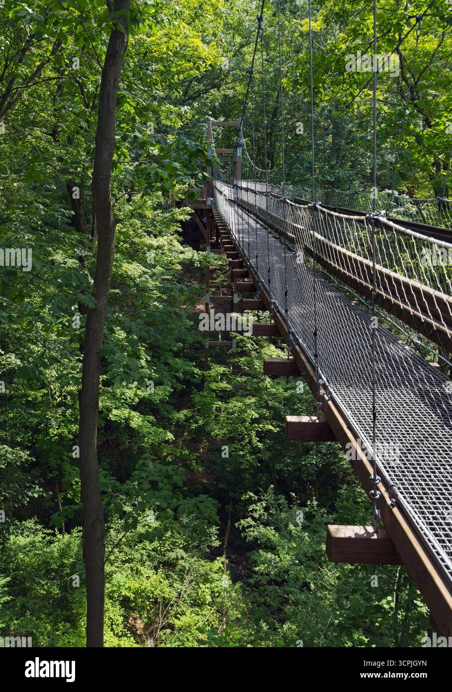 Ein Abschnitt des Murch Canopy Walks im Holden Arboretum bei Cleveland geht in den Wald zurück. Stockfoto