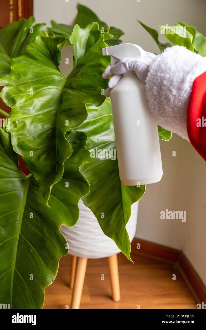 Hände des Weihnachtsmanns, der eine Philodendron-Pflanze tränkt. Stockfoto