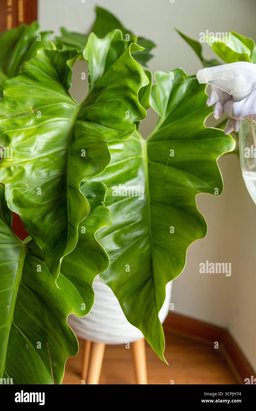 Hände des Weihnachtsmanns, der eine Philodendron-Pflanze tränkt. Stockfoto