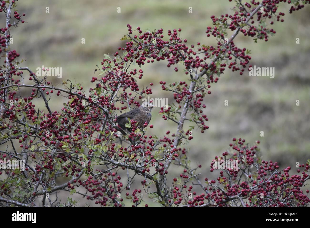 Junger gemeiner Schwarzvogel (Turdus merula), der sich zwischen Zweigen von Roten Beeren erhebt, rechts nebeneinander, aufgenommen im September in Wales, Großbritannien Stockfoto