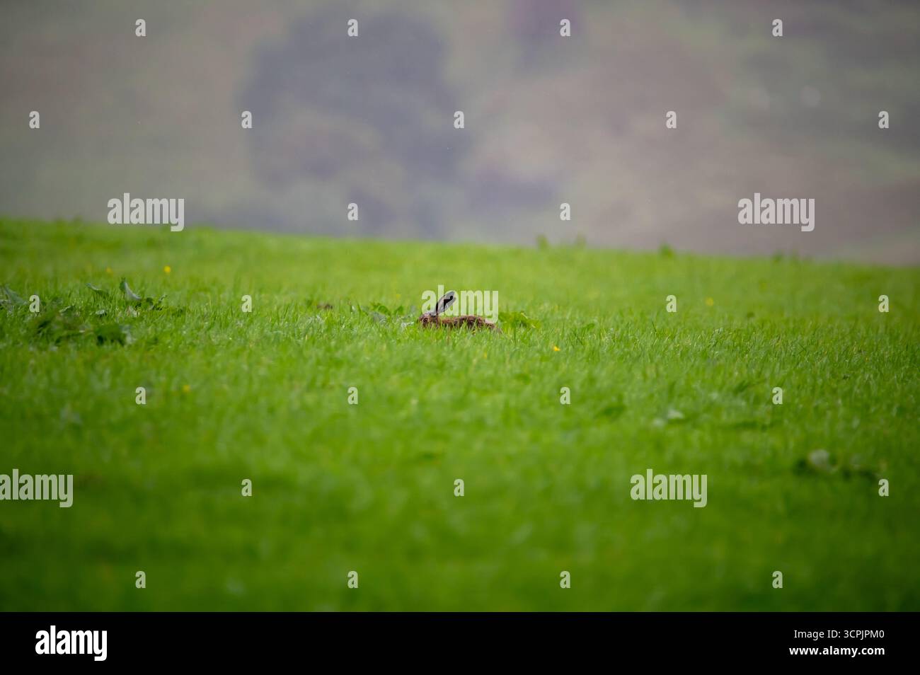 Brown Hare versteckt sich zwischen einem grünen Grasfeld in der Nähe von Slaidburn in Lancashire Stockfoto