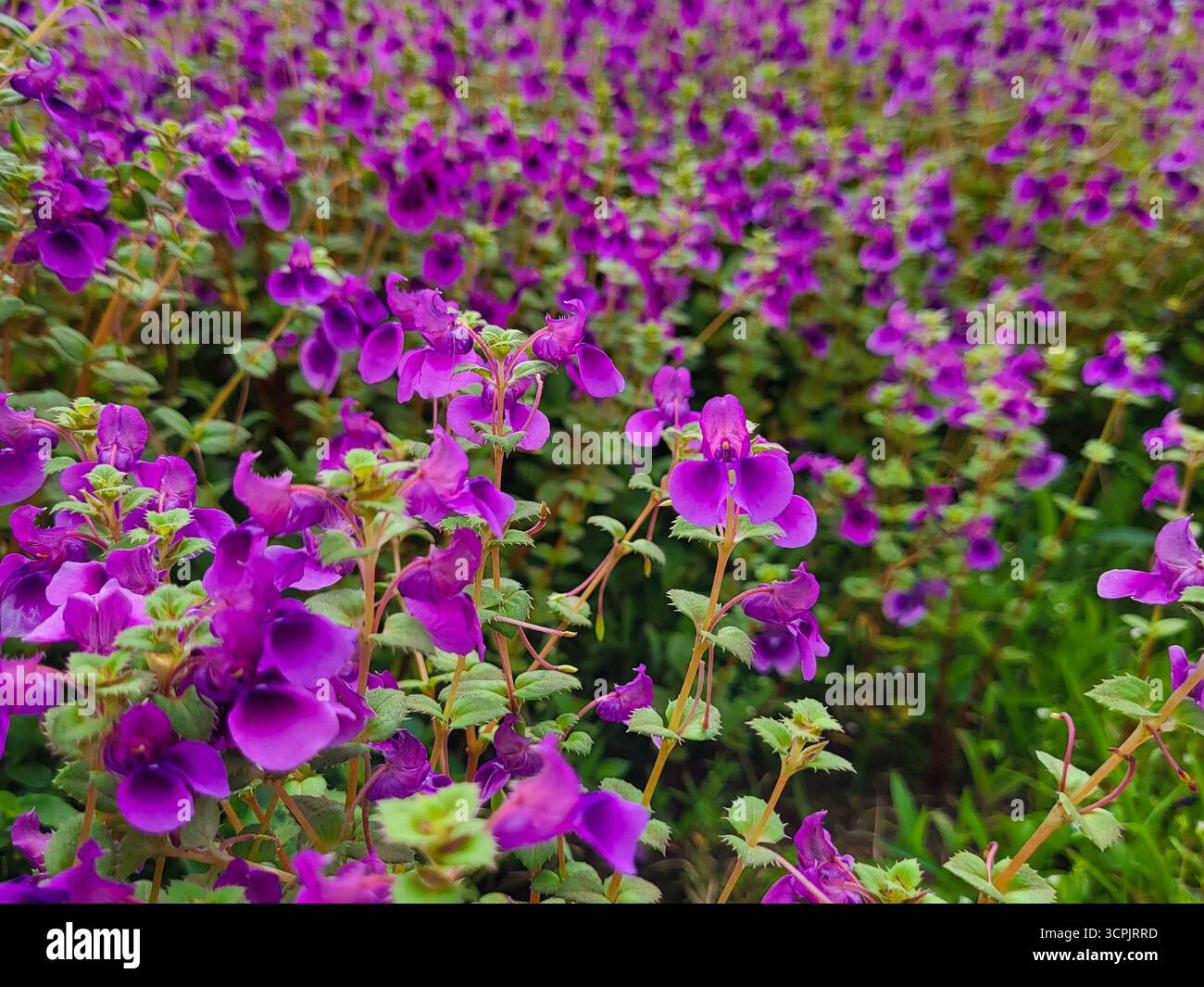 Aubretia oder Felskresse Blumen - Smartphone-aufgenommenes Stockfoto