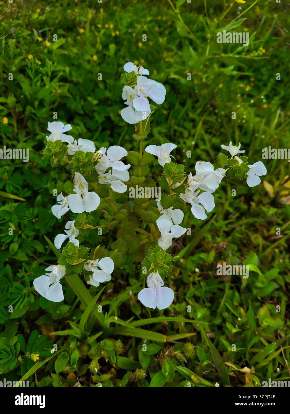Bacopa monnieri oder Brahmi oder Waterhyssop Blüten - Smartphone-aufgenommenes Stockfoto