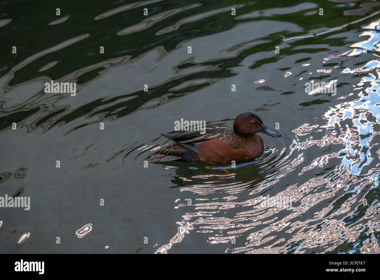 Cinnamon Teal ist ein ungewöhnlicher Vogel in Nordamerika Stockfoto
