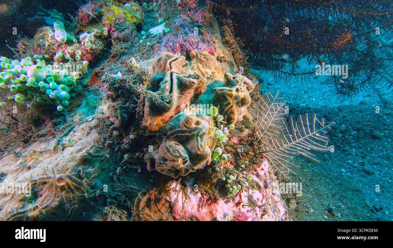 Unterwasserszene an einem Korallenriff mit einer großen Muschel, Seegurken und verschiedenen Meerestieren Stockfoto