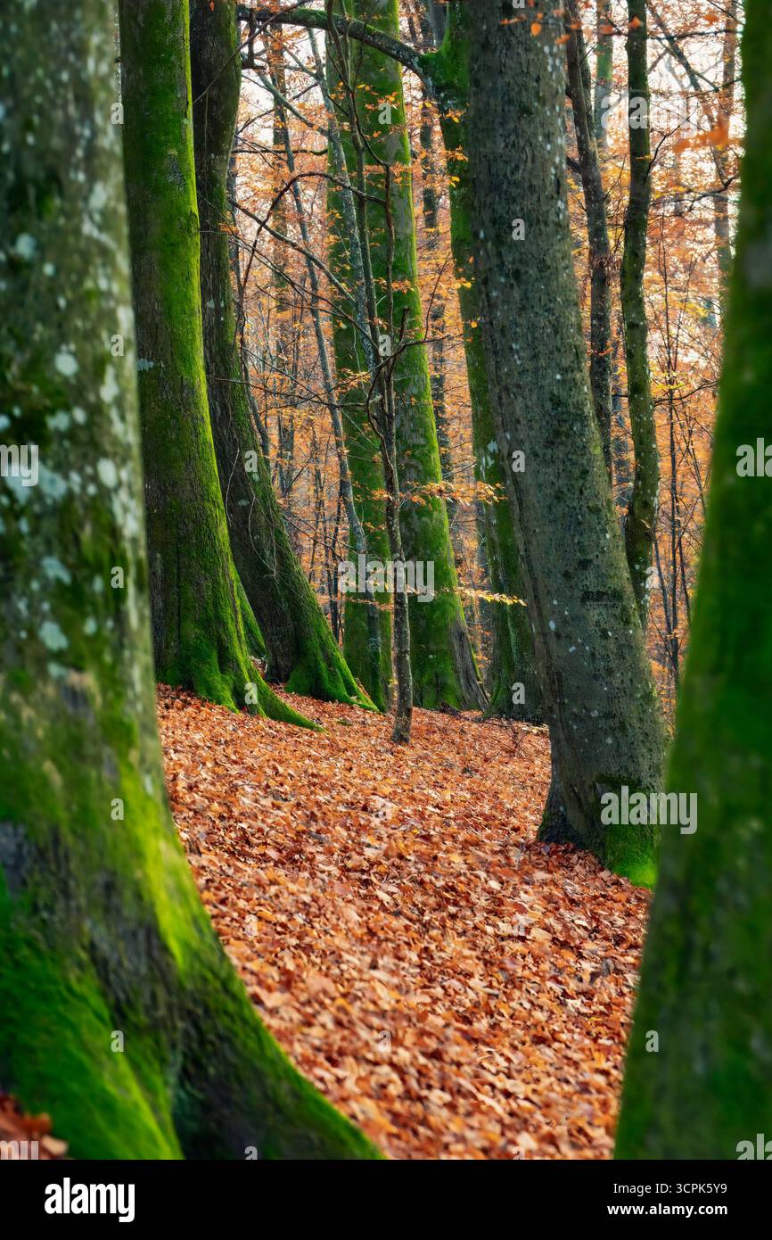 Märchenhafter Buchenwald mit hohen Bäumen, die mit grünem Moos bedeckt sind, lebendige Herbstblätter, die den Boden bedecken, schaffen eine ruhige und ruhige Natur Stockfoto