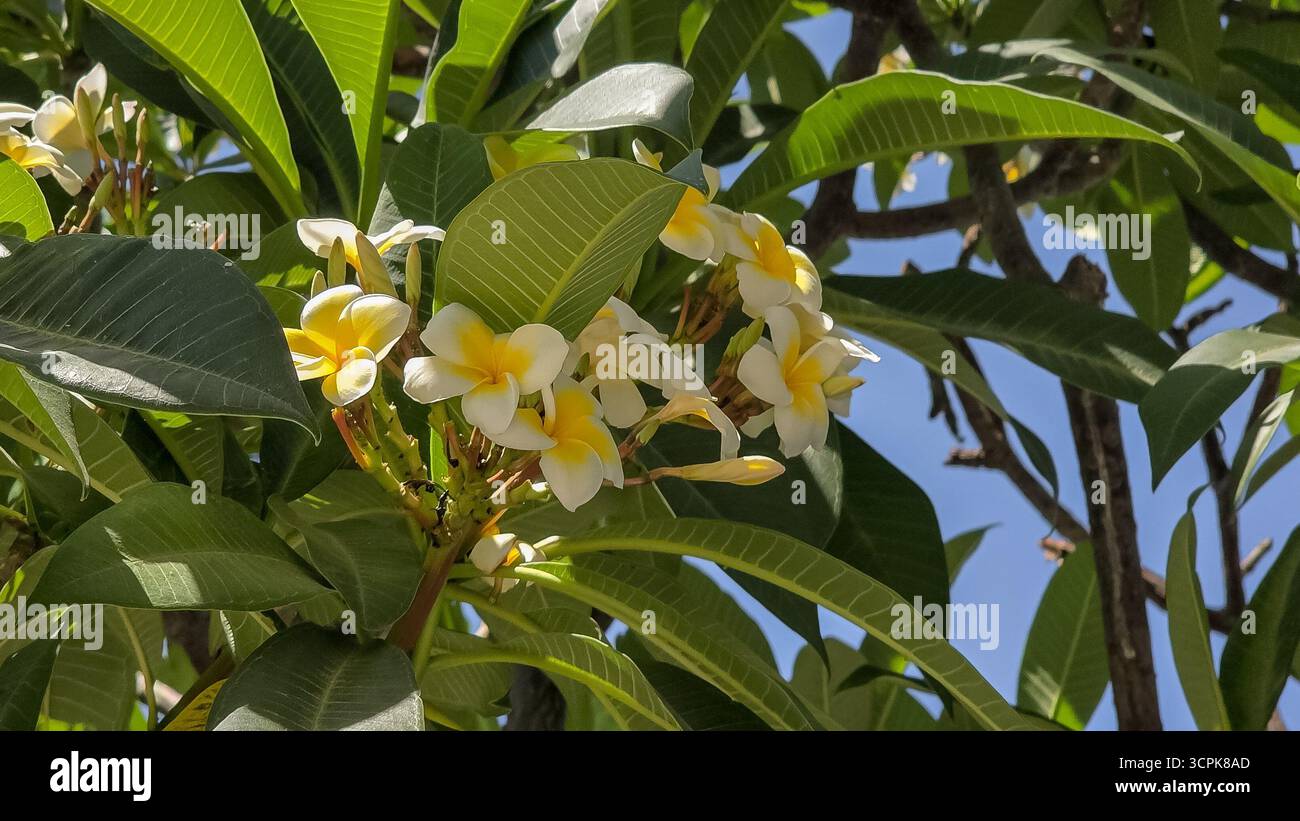 Plumeria-Pflanze mit Blumen in Nahaufnahme. Exotische Plumeria-Blüten mit gelben und weißen Blüten in Blüte mit grünen Blättern. Naturfotografie Stockfoto