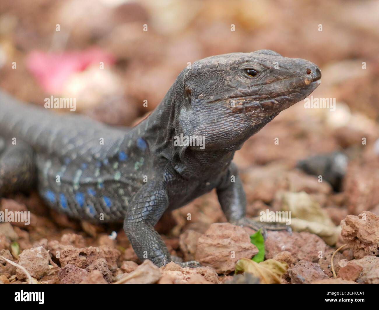 Nahaufnahme einer lebendigen Eidechse mit auffälligen blauen, gelben und grünen Markierungen auf rotem Boden. Stockfoto
