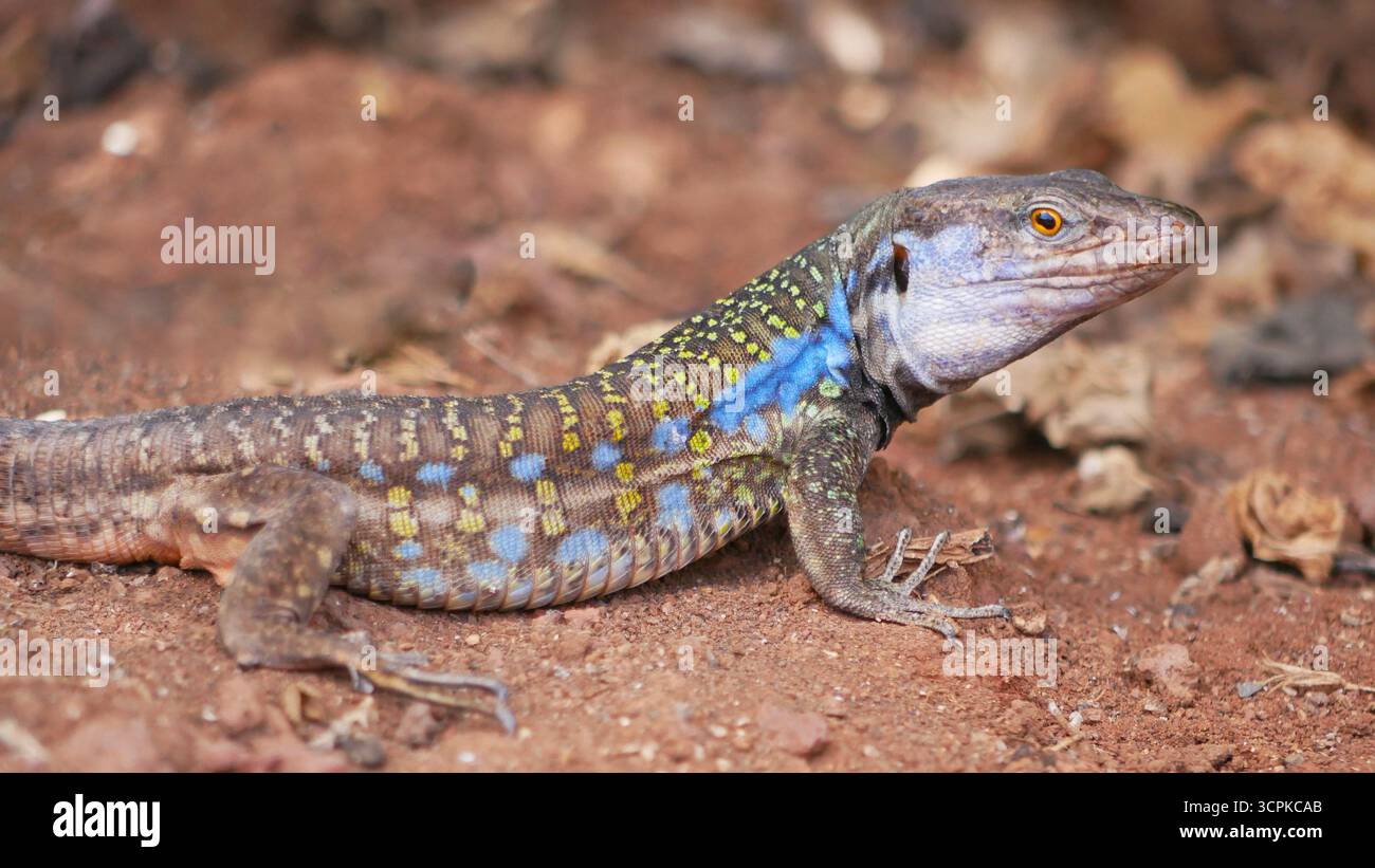 Nahaufnahme einer lebendigen Eidechse mit auffälligen blauen, gelben und grünen Markierungen auf rotem Boden. Stockfoto