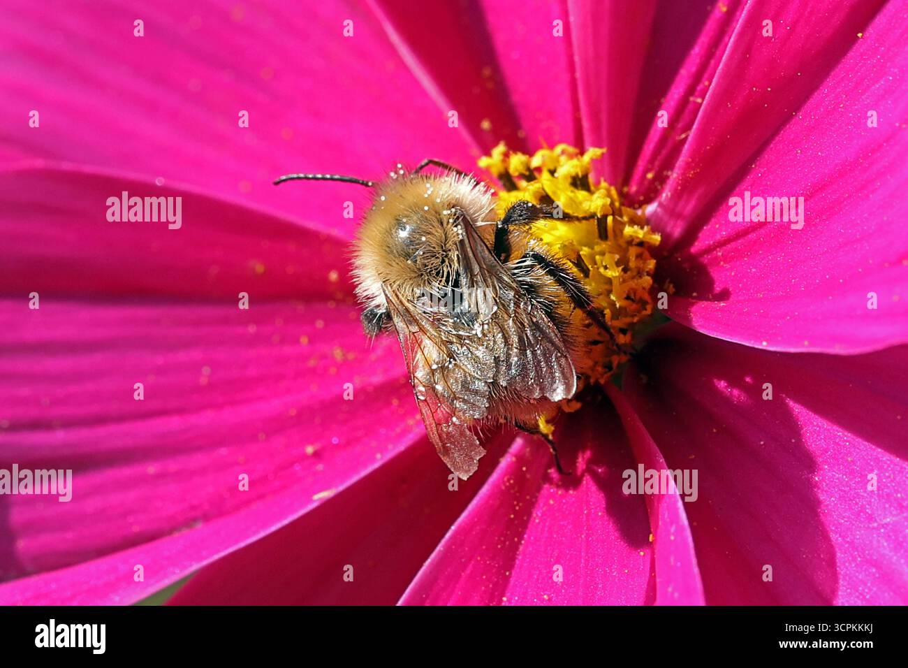 Zierblumen im Sommer das Schmuckkörbchen, auch Fiederblättrige Schmuckblume oder Kosmee genannt, mit ihren Staubgefäßen und einer Hummel im Herbst *** Zierblumen im Sommer der Zierkorb, auch bekannt als gefiederte Zierblume oder Kosmee genannt, mit seinen Staubgefäßen und einer Hummel im Herbst Stockfoto