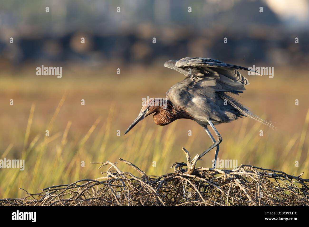 Ein dunkel-morph rötlicher Egret (Egretta rufescens) balanciert auf einem Gewirr aus Treibholz mit gehoben Flügeln und verfolgt intensiv Beute in einem Küstensumpf bei golde Stockfoto