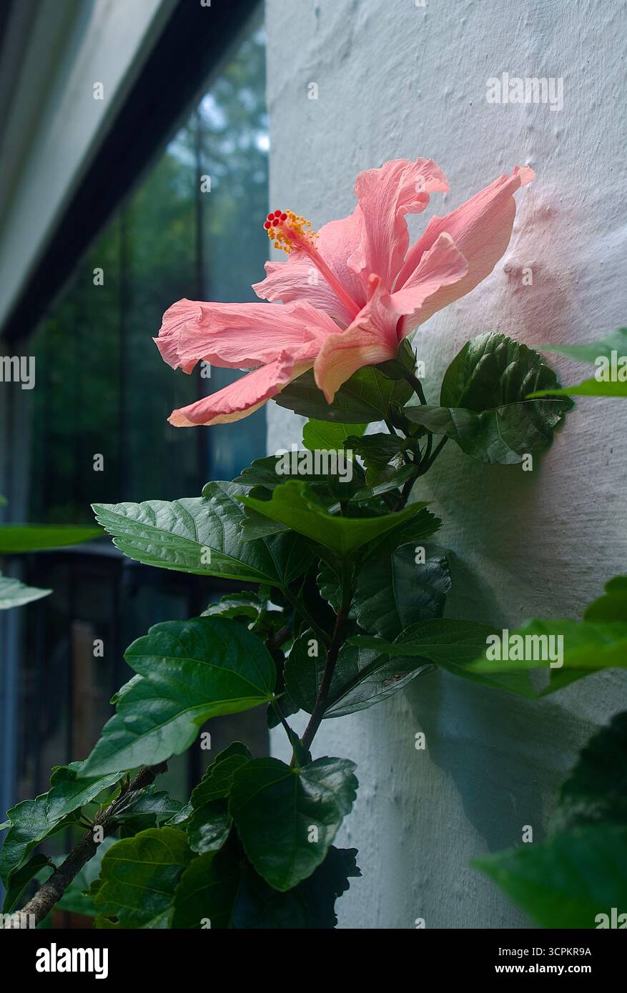 Rosafarbene Hibiskusblume gegen ein Haus Stockfoto
