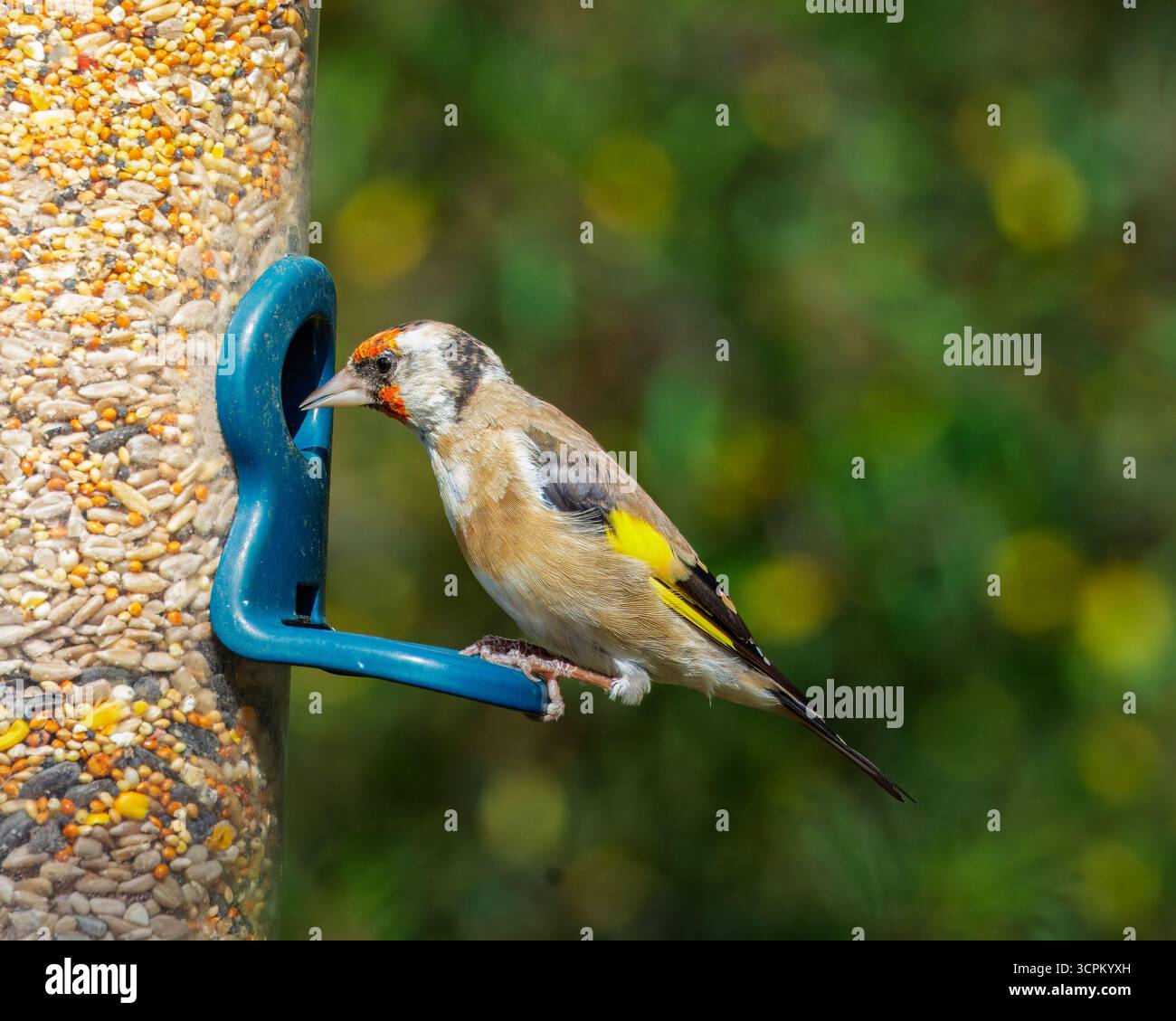 Europäischer Goldfink (Carduelis carduelis) auf den Futtermitteln im Hauxley Nature Reserve, September 2025 Stockfoto