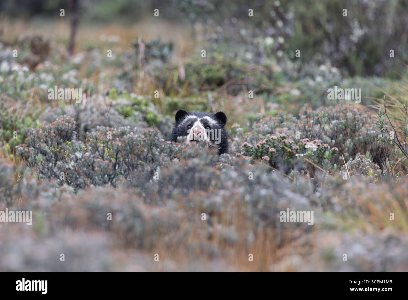 Seltene Begegnung mit einem Andenbären (Tremarctos ornatus), teilweise versteckt in der páramo-Vegetation der Hochanden Ecuadors. Stockfoto