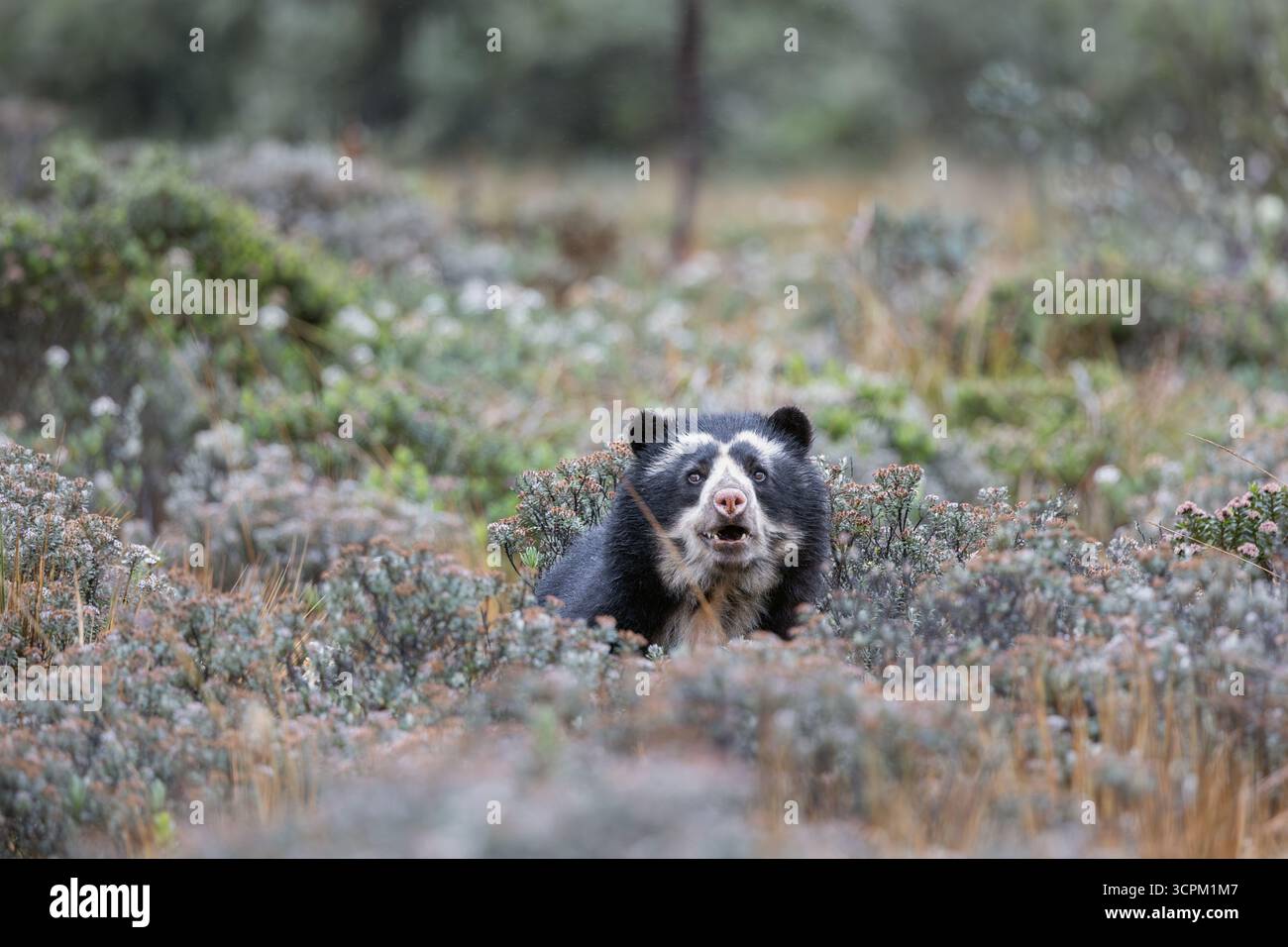 Seltene Begegnung mit einem Andenbären (Tremarctos ornatus), teilweise versteckt in der páramo-Vegetation der Hochanden Ecuadors. Stockfoto