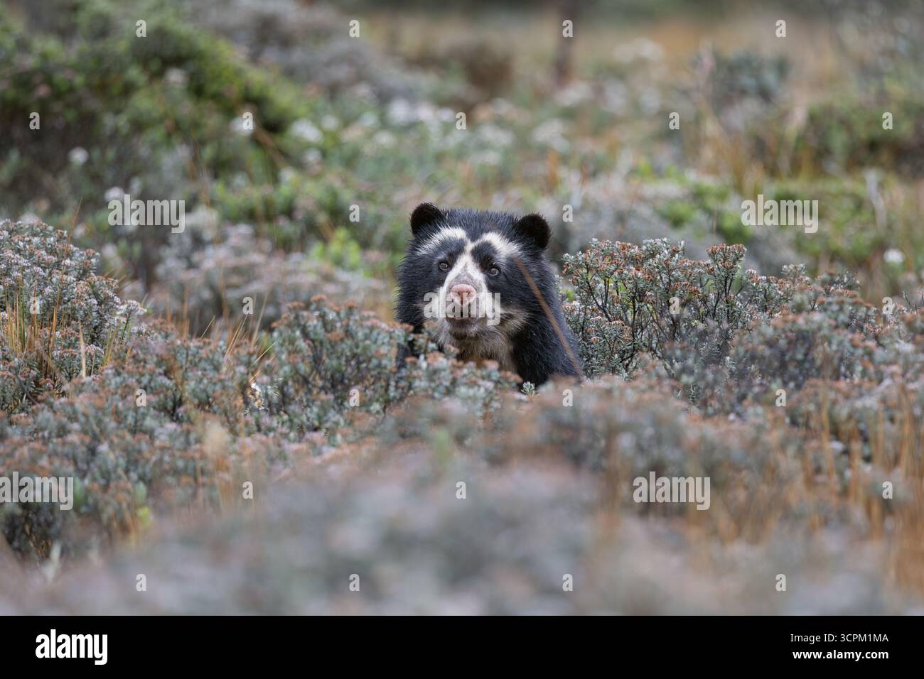 Seltene Begegnung mit einem Andenbären (Tremarctos ornatus), teilweise versteckt in der páramo-Vegetation der Hochanden Ecuadors. Stockfoto