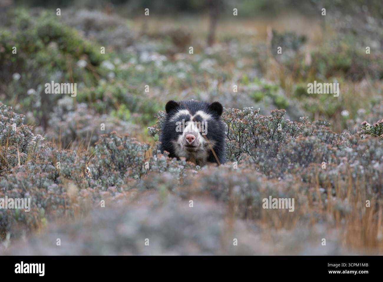 Seltene Begegnung mit einem Andenbären (Tremarctos ornatus), teilweise versteckt in der páramo-Vegetation der Hochanden Ecuadors. Stockfoto
