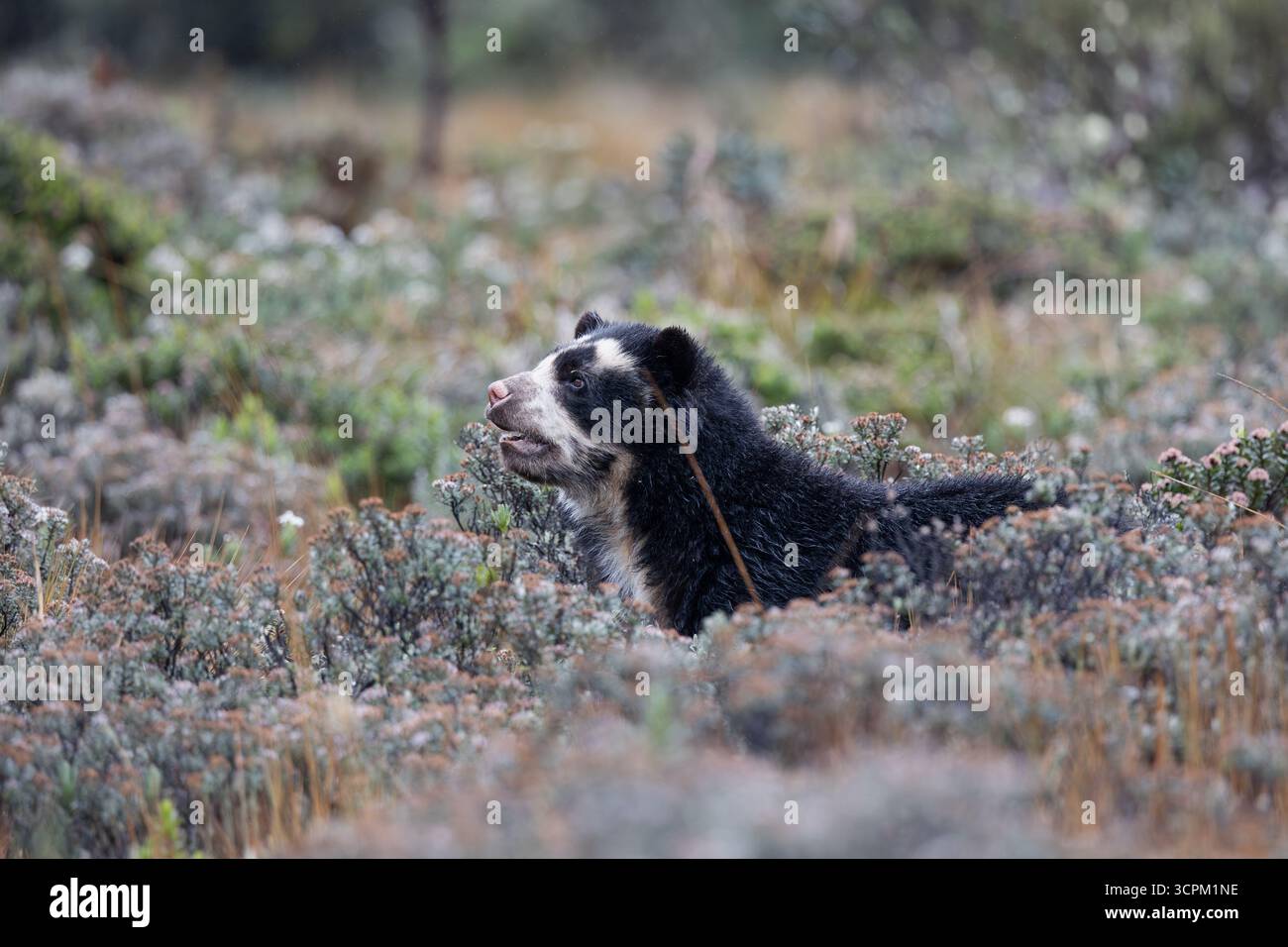 Brillenbär (Tremarctos ornatus) im natürlichen Lebensraum páramo, Cayambe - Coca, Ecuador. Gefährdete südamerikanische Bärenarten. Stockfoto