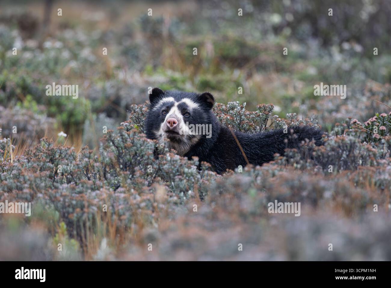 Brillenbär (Tremarctos ornatus) im natürlichen Lebensraum páramo, Cayambe - Coca, Ecuador. Gefährdete südamerikanische Bärenarten. Stockfoto