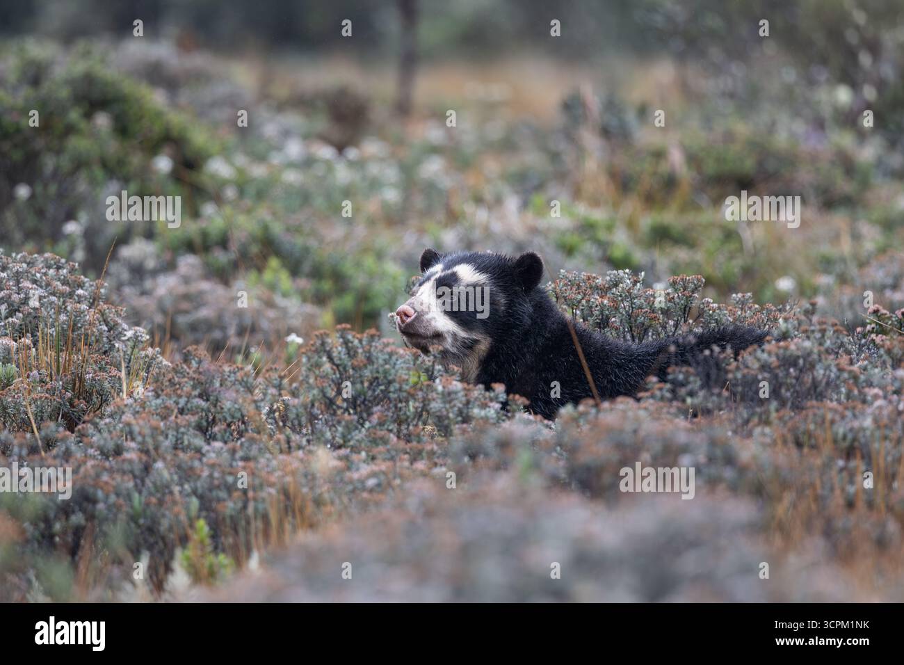 Brillenbär (Tremarctos ornatus) im natürlichen Lebensraum páramo, Cayambe - Coca, Ecuador. Gefährdete südamerikanische Bärenarten. Stockfoto
