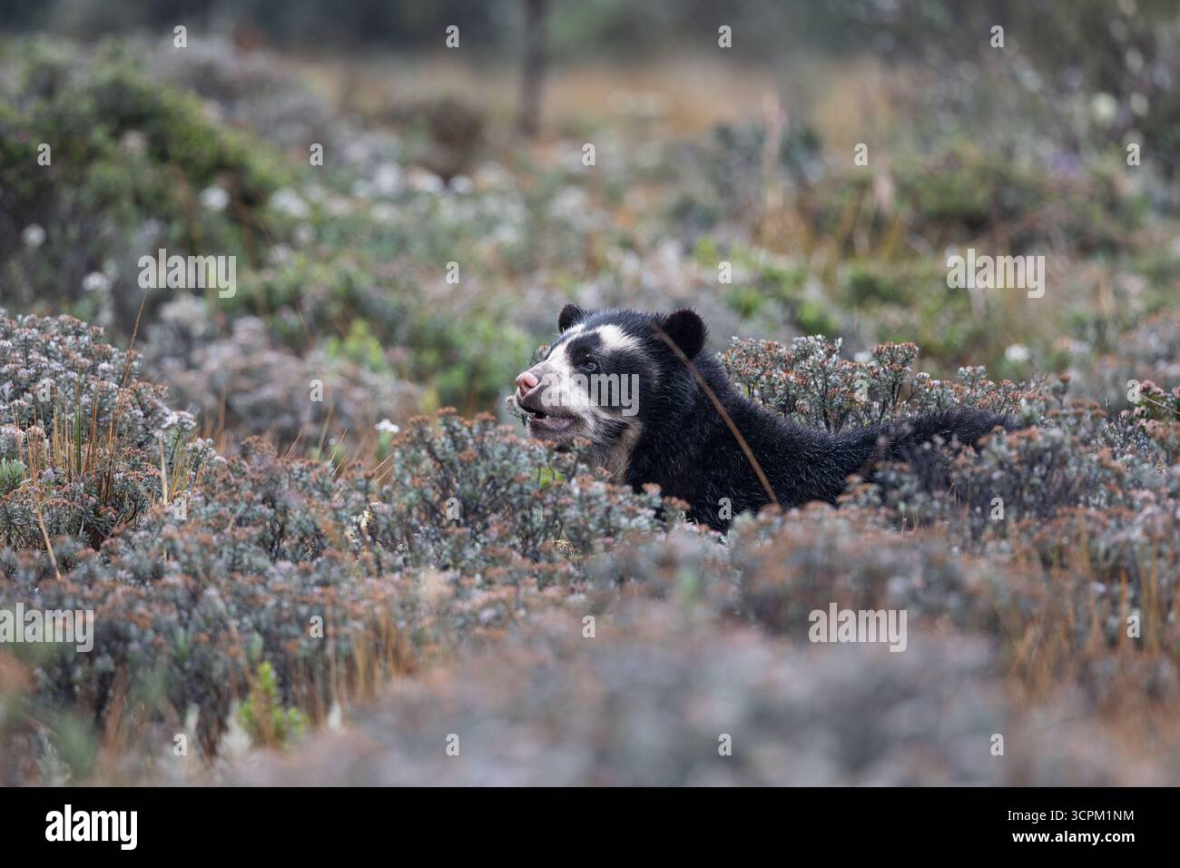 Brillenbär (Tremarctos ornatus) im natürlichen Lebensraum páramo, Cayambe - Coca, Ecuador. Gefährdete südamerikanische Bärenarten. Stockfoto