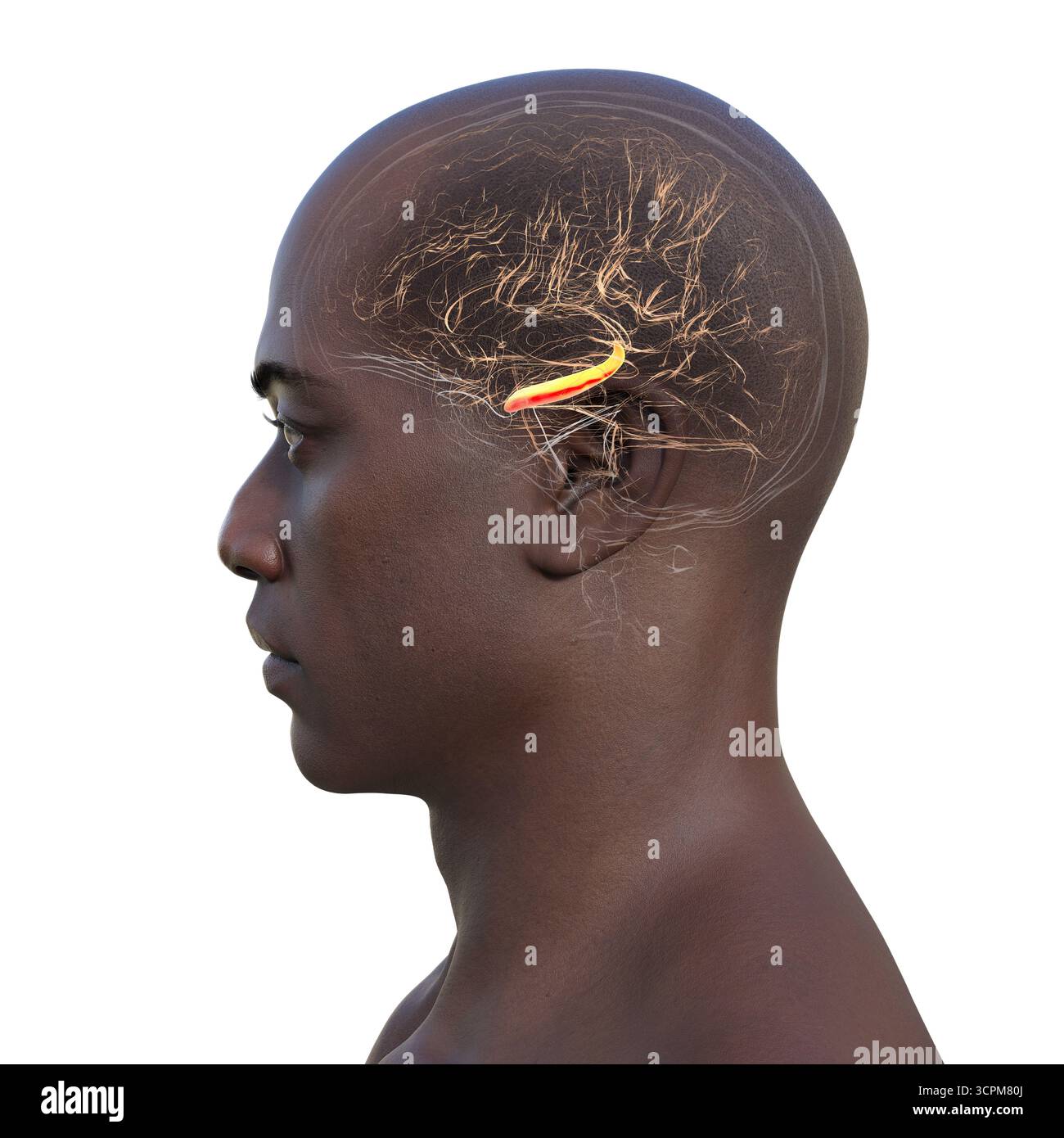 Abbildung eines menschlichen Gehirns mit hervorgehobenem Hippocampus, einer Schlüsselstruktur, die an Gedächtnis, Lernen und emotionaler Regulierung beteiligt ist. Seitenansicht. Stockfoto