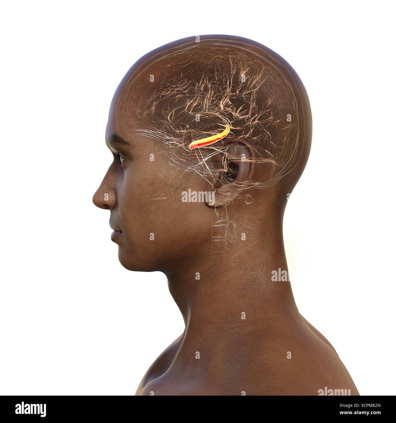 Abbildung eines menschlichen Gehirns mit hervorgehobenem Hippocampus, einer Schlüsselstruktur, die an Gedächtnis, Lernen und emotionaler Regulierung beteiligt ist. Seitenansicht. Stockfoto