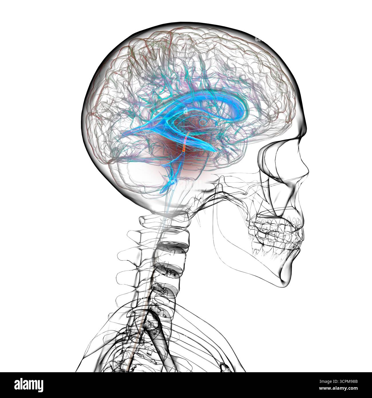 Gehirn mit dem Aquädukt des Gehirns in Rot hervorgehoben und das Ventrikelsystem in Blau, das den Liquorfluss zeigt. Stockfoto