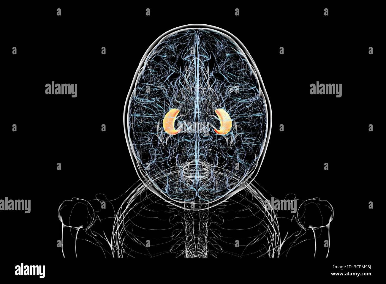 Menschliches Gehirn mit hervorgehobenem Hippocampus, einer Schlüsselstruktur für Gedächtnis, Lernen und emotionale Regulierung, Illustration. Draufsicht. Stockfoto