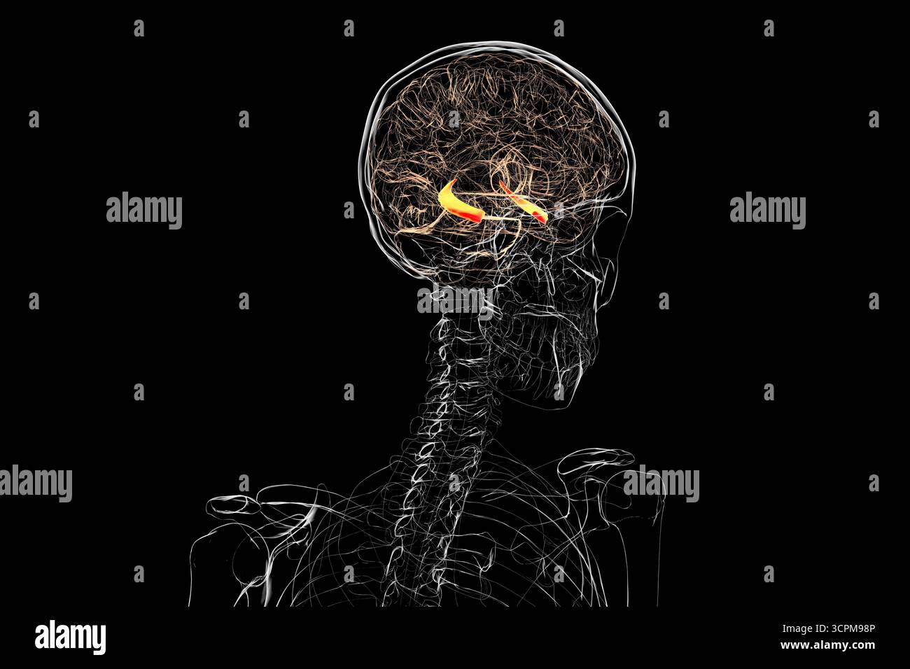 Menschliches Gehirn mit hervorgehobenem Hippocampus, einer Schlüsselstruktur für Gedächtnis, Lernen und emotionale Regulierung, Illustration. Stockfoto