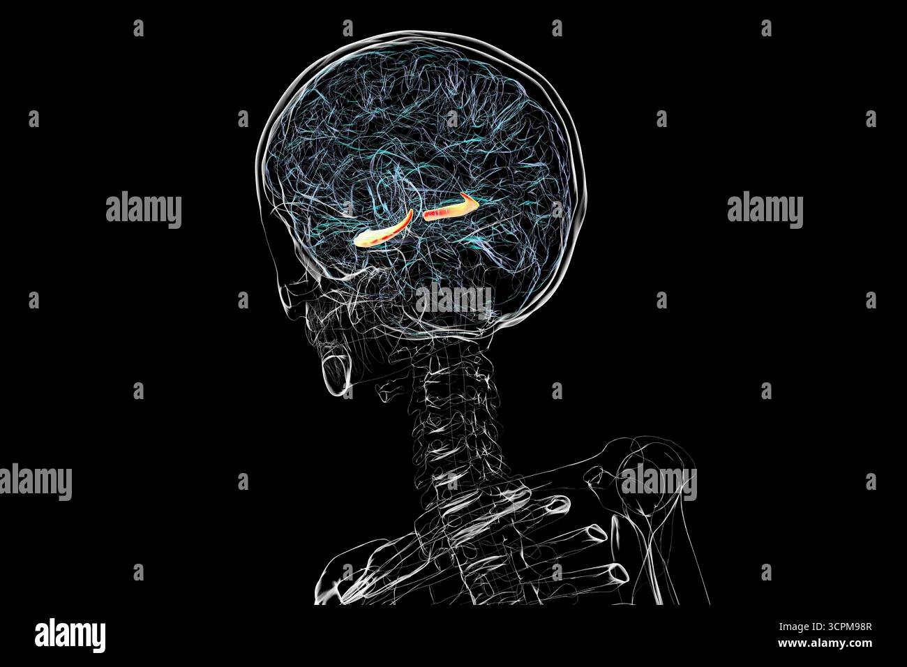 Menschliches Gehirn mit hervorgehobenem Hippocampus, einer Schlüsselstruktur für Gedächtnis, Lernen und emotionale Regulierung, Illustration. Stockfoto