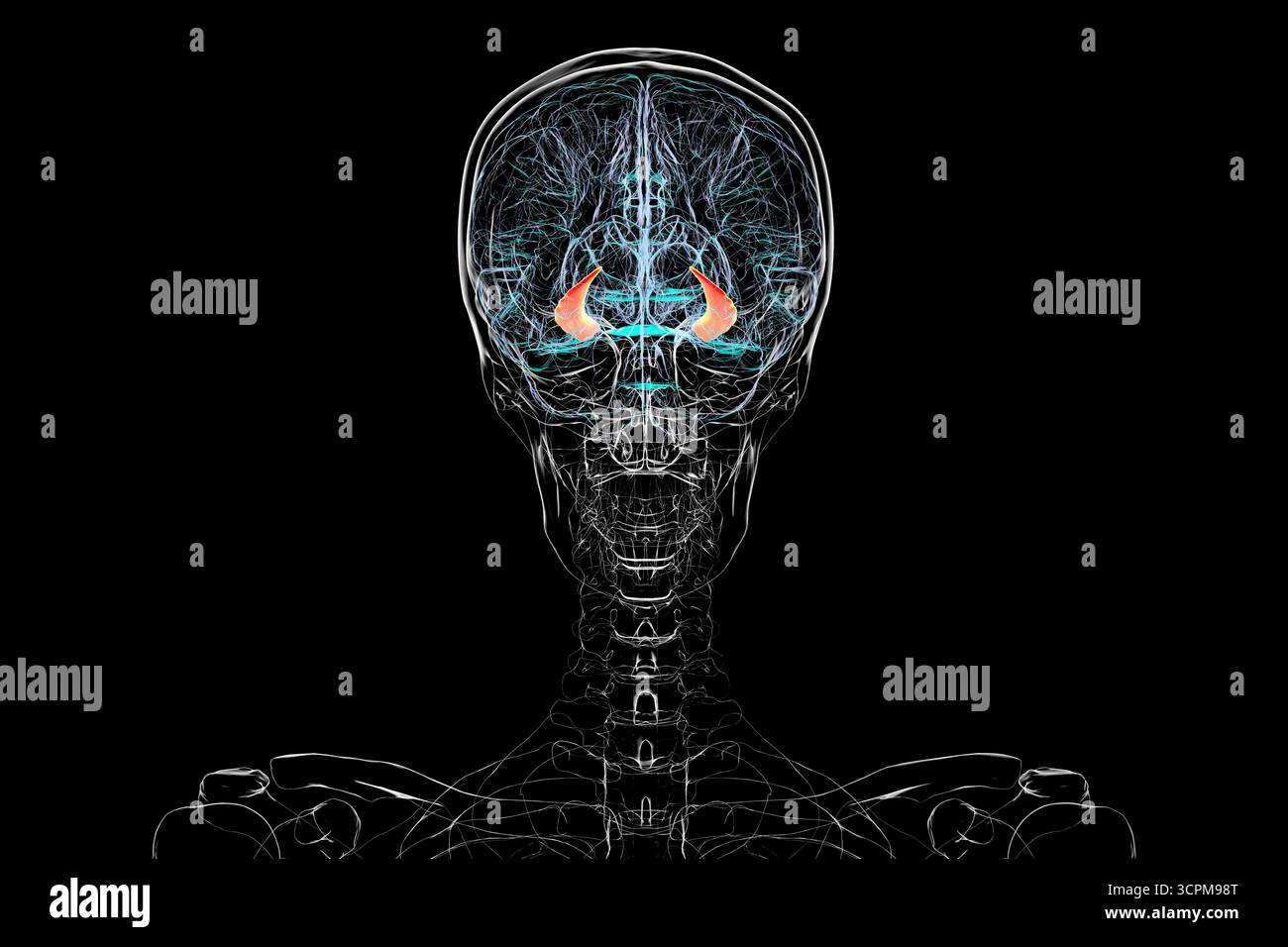 Menschliches Gehirn mit hervorgehobenem Hippocampus, einer Schlüsselstruktur für Gedächtnis, Lernen und emotionale Regulierung, Illustration. Rückansicht. Stockfoto