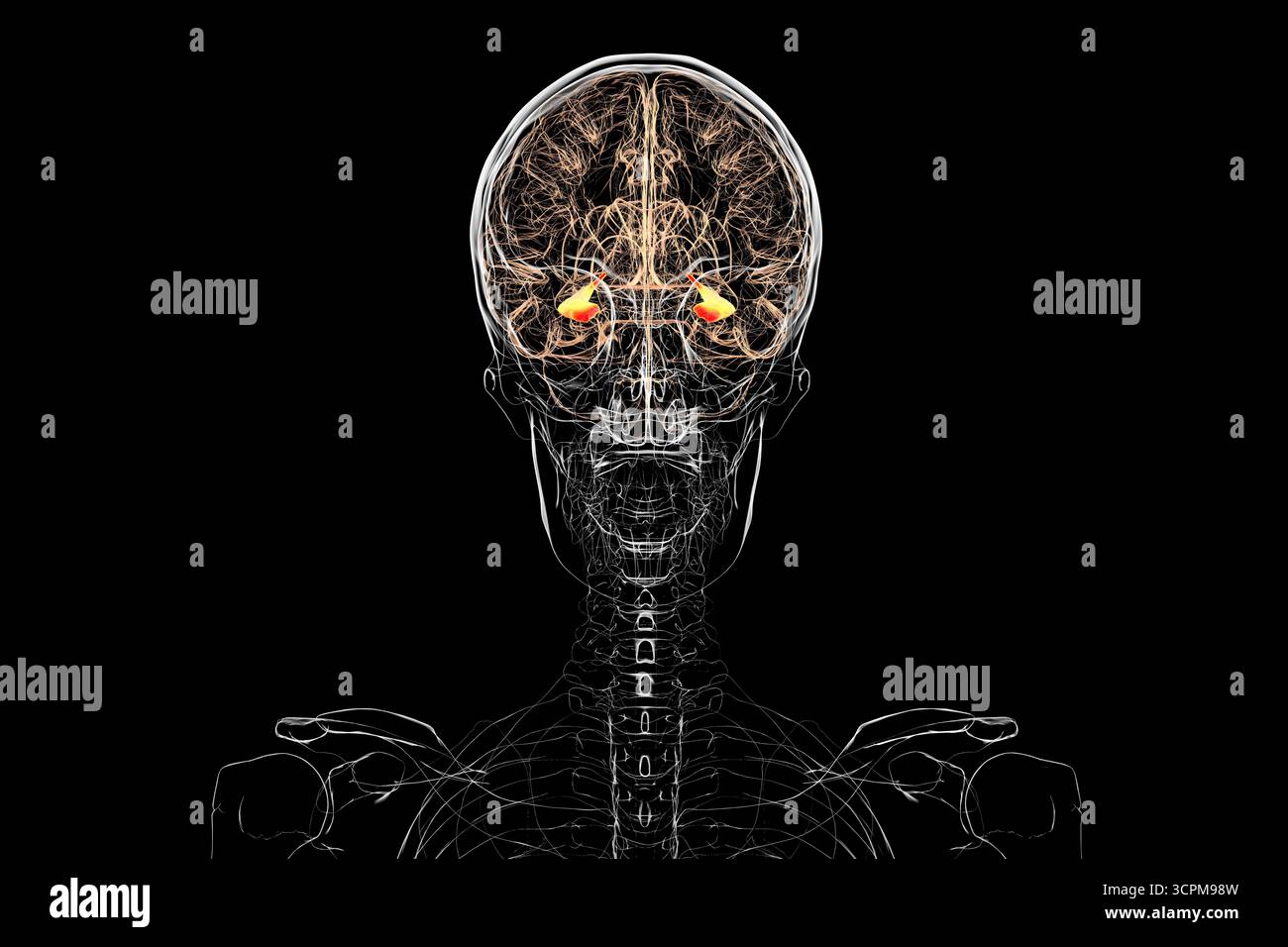 Menschliches Gehirn mit hervorgehobenem Hippocampus, einer Schlüsselstruktur für Gedächtnis, Lernen und emotionale Regulierung, Illustration. Vorderansicht. Stockfoto