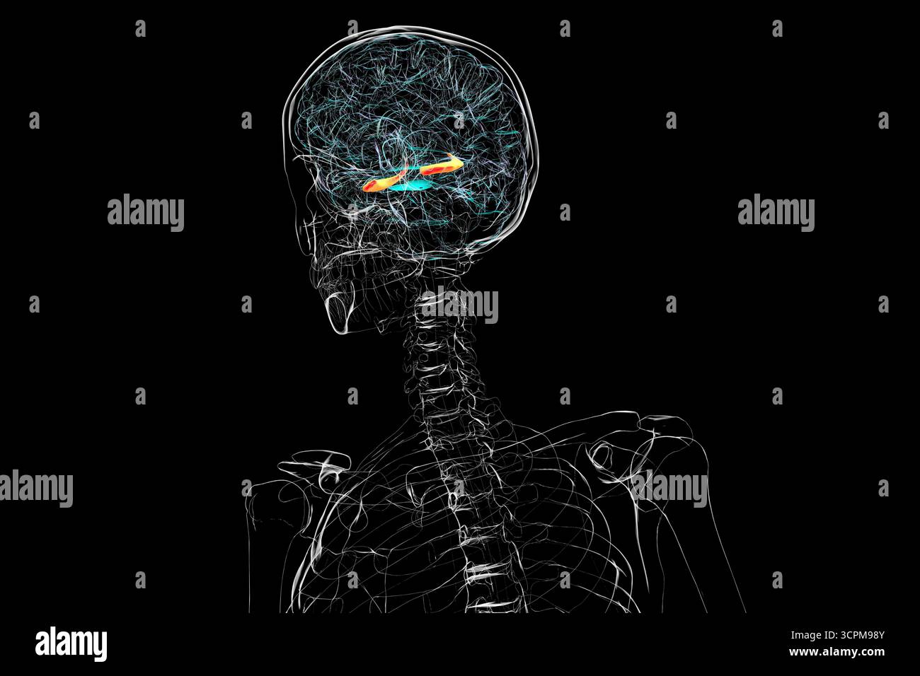 Menschliches Gehirn mit hervorgehobenem Hippocampus, einer Schlüsselstruktur für Gedächtnis, Lernen und emotionale Regulierung, Illustration. Stockfoto