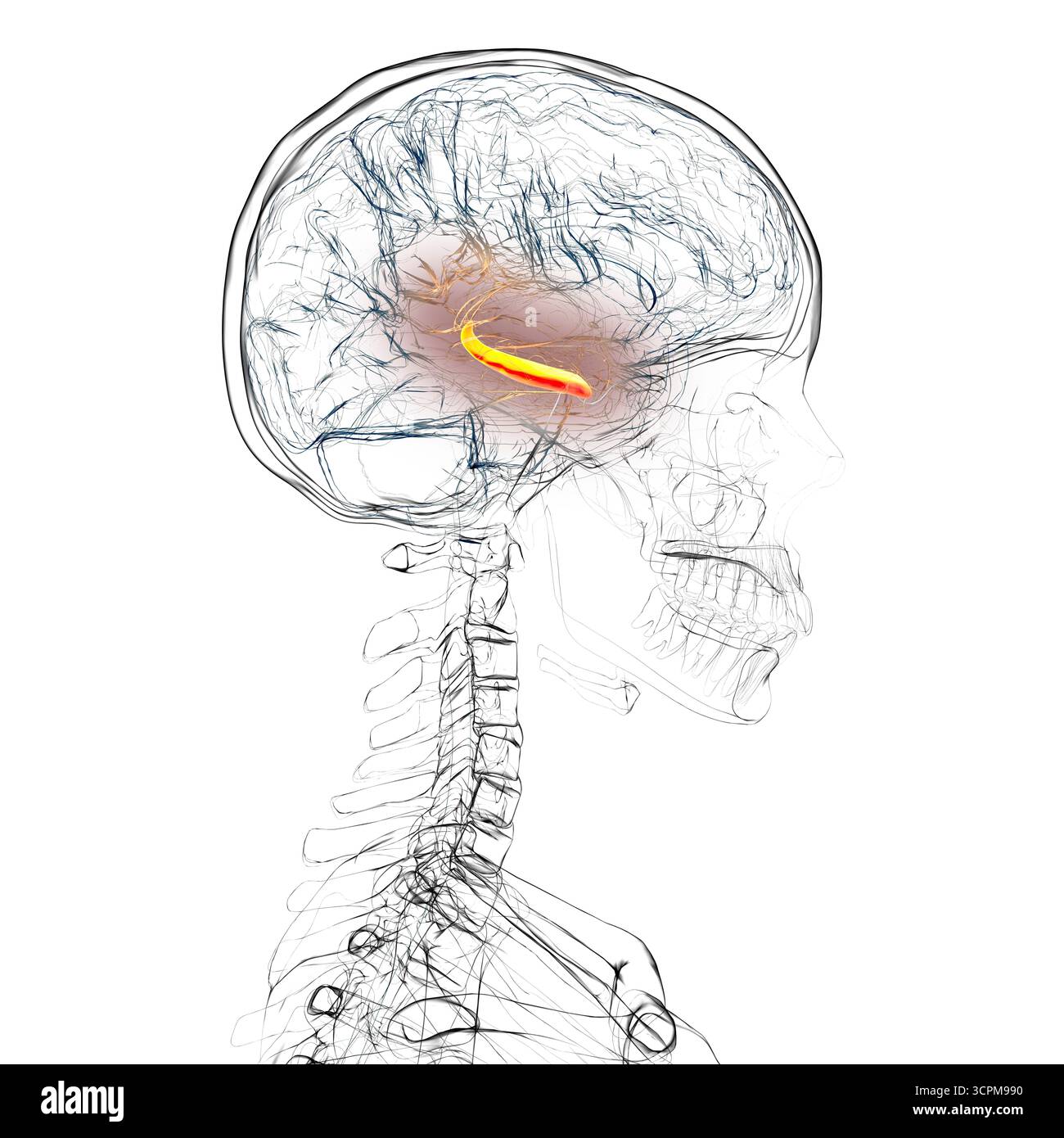 Menschliches Gehirn mit hervorgehobenem Hippocampus, einer Schlüsselstruktur für Gedächtnis, Lernen und emotionale Regulierung, Illustration. Stockfoto