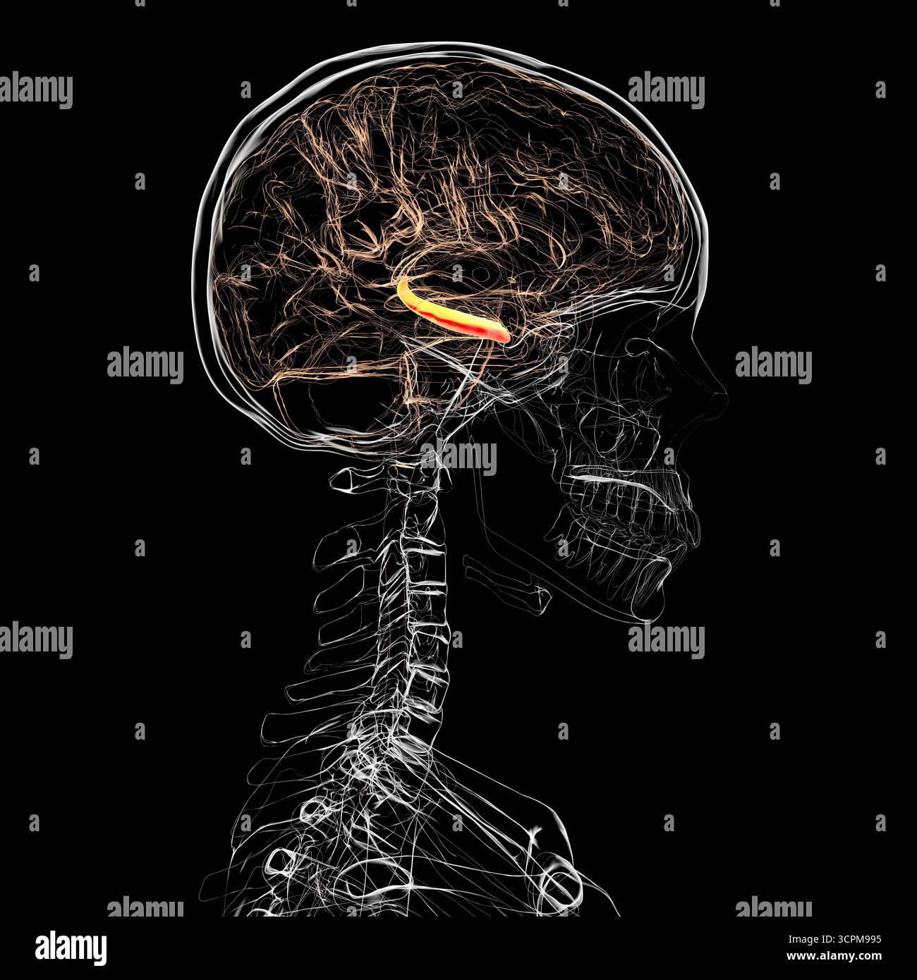 Menschliches Gehirn mit hervorgehobenem Hippocampus, einer Schlüsselstruktur für Gedächtnis, Lernen und emotionale Regulierung, Illustration. Seitenansicht. Stockfoto