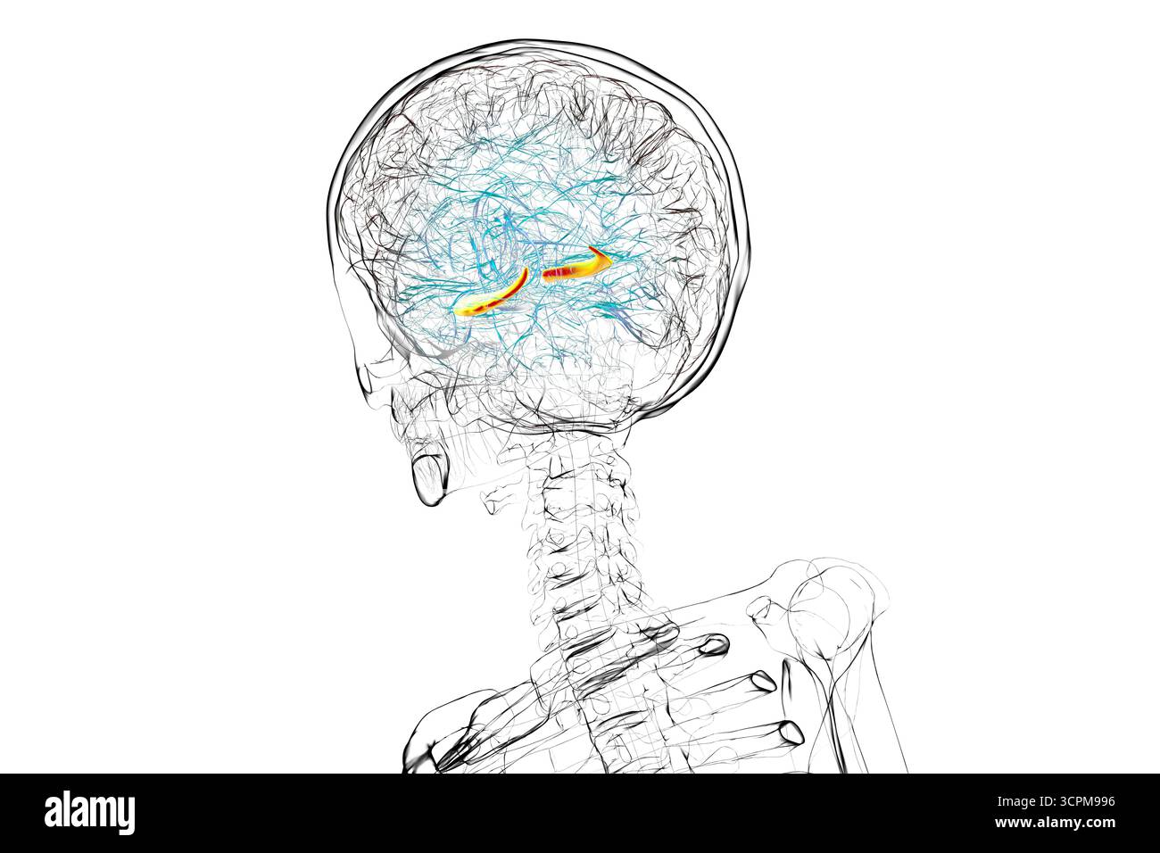 Menschliches Gehirn mit hervorgehobenem Hippocampus, einer Schlüsselstruktur für Gedächtnis, Lernen und emotionale Regulierung, Illustration. Stockfoto