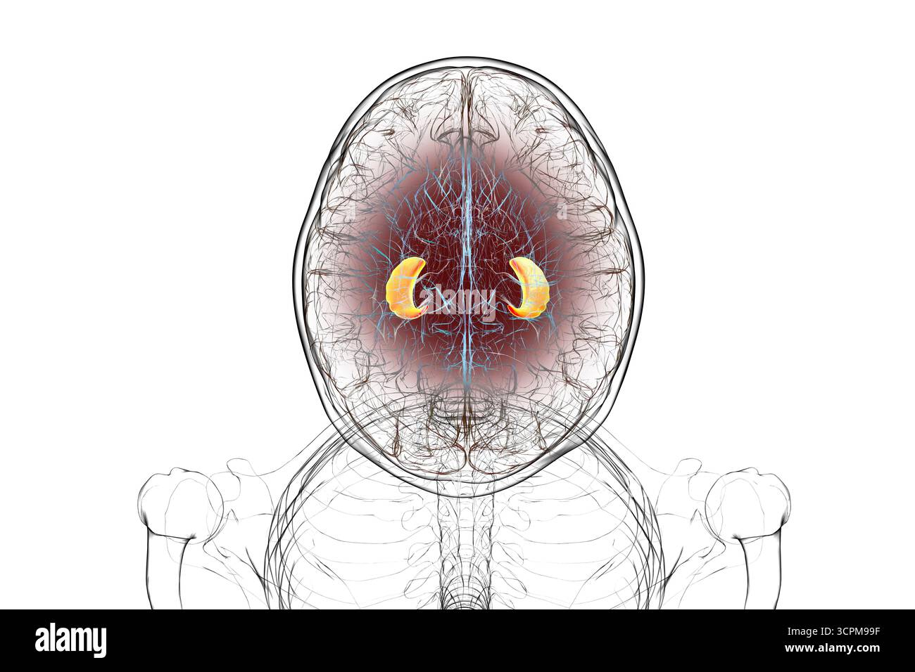 Menschliches Gehirn mit hervorgehobenem Hippocampus, einer Schlüsselstruktur für Gedächtnis, Lernen und emotionale Regulierung, Illustration. Stockfoto
