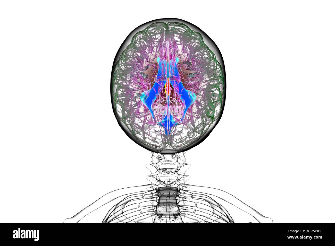 Illustration des dritten Hirnventrikels, einer lebenswichtigen Komponente des Hirnventrikulärsystems. Stockfoto