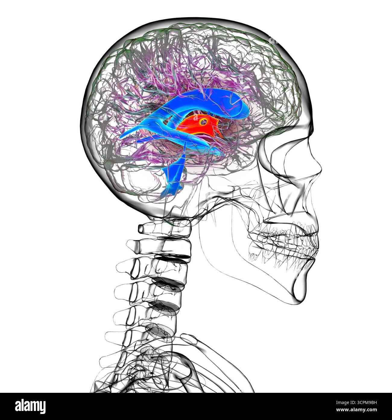 Illustration des dritten Hirnventrikels, einer lebenswichtigen Komponente des Hirnventrikulärsystems. Stockfoto