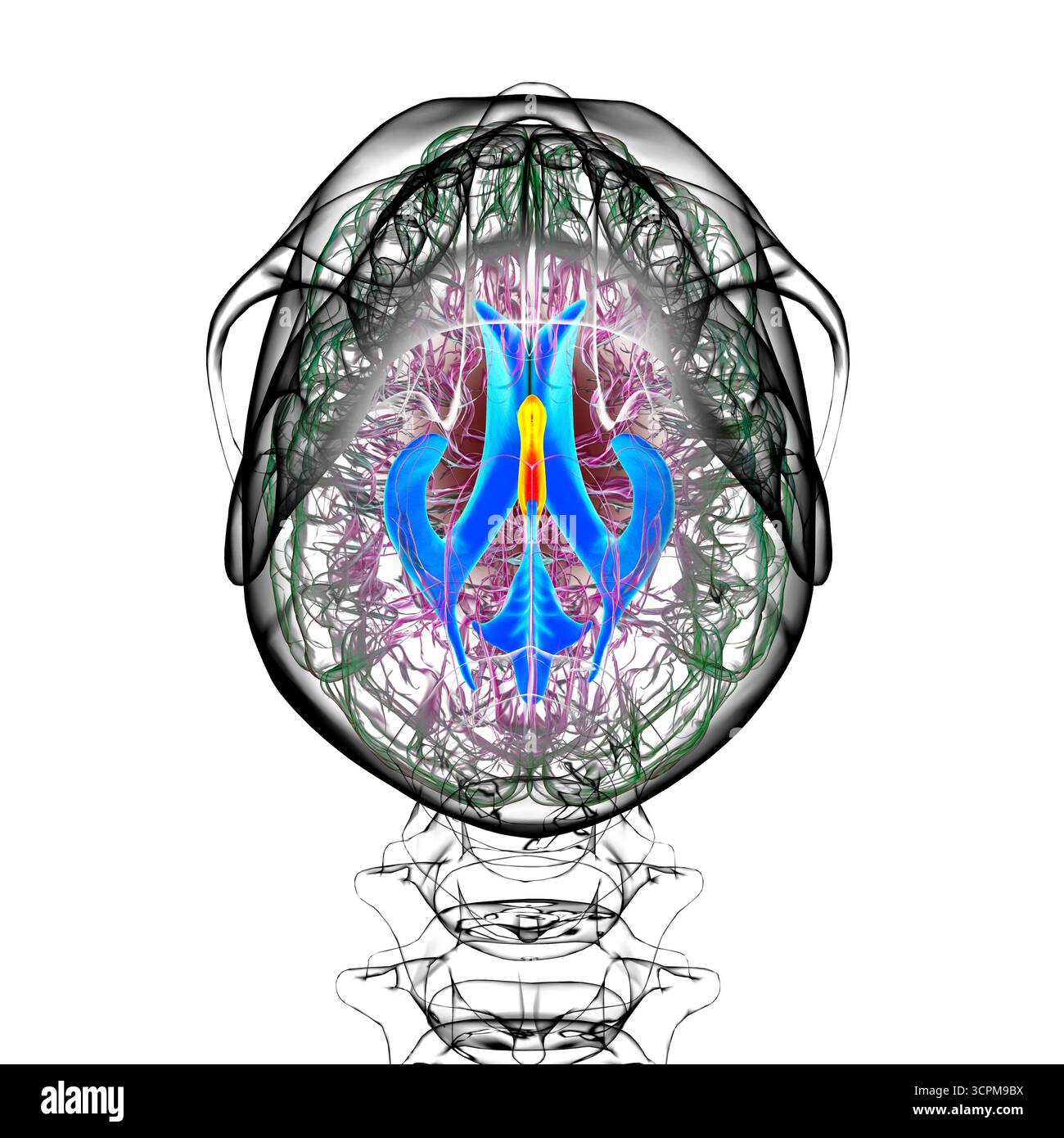 Illustration des dritten Hirnventrikels, einer lebenswichtigen Komponente des Hirnventrikulärsystems. Stockfoto