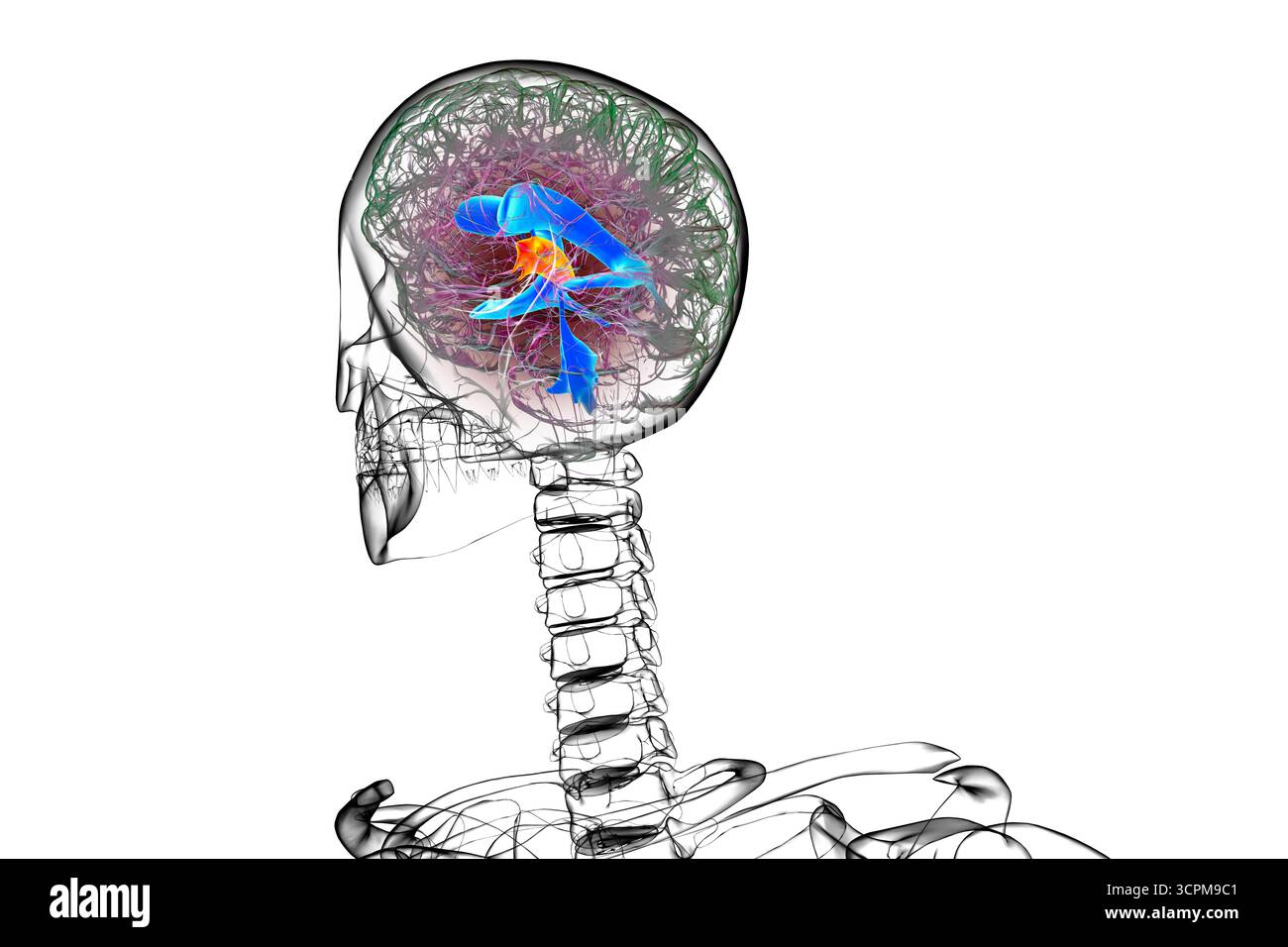 Illustration des dritten Hirnventrikels, einer lebenswichtigen Komponente des Hirnventrikulärsystems. Stockfoto