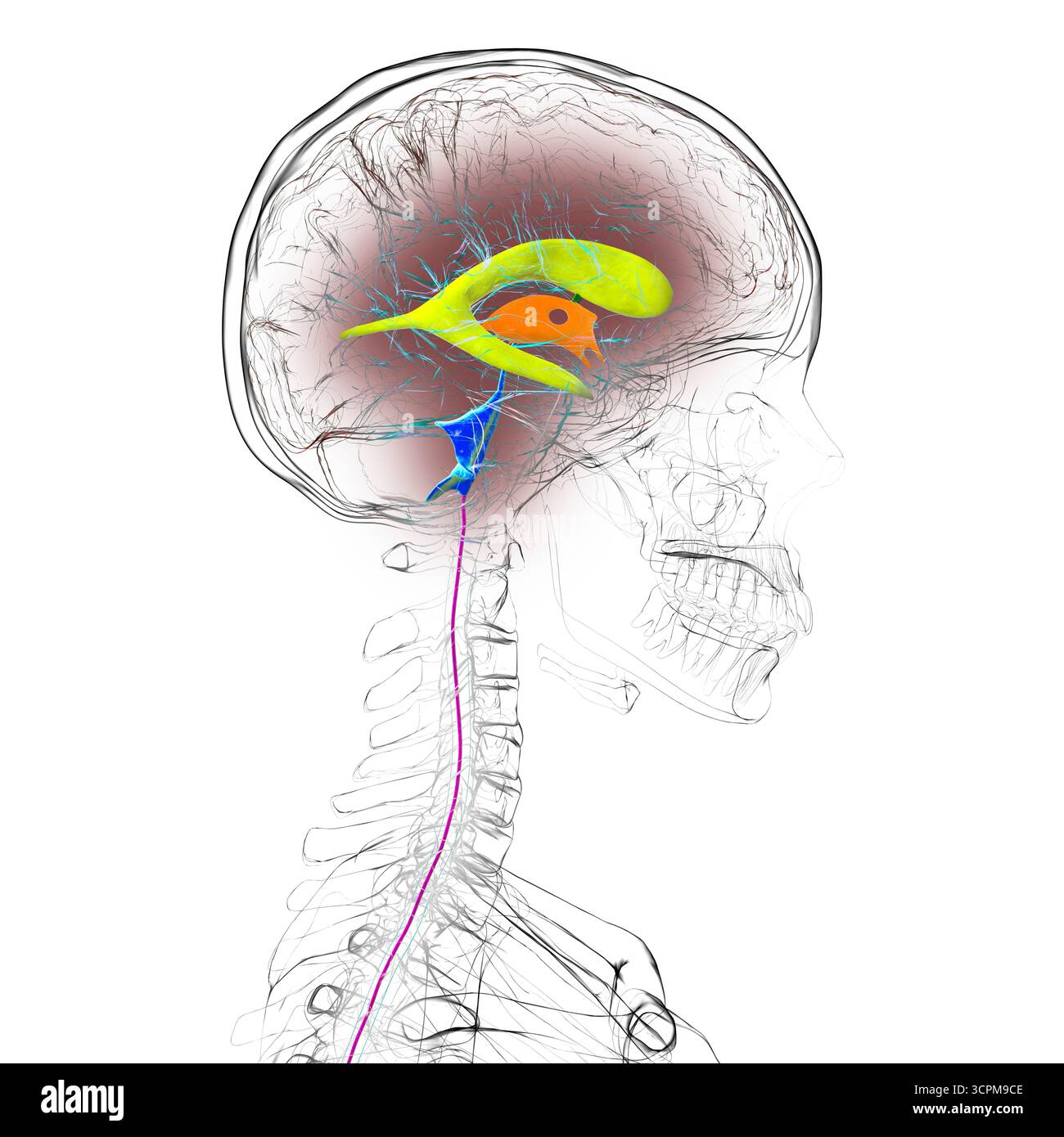 Abbildung des menschlichen Gehirns mit farbigen Ventrikeln: Lateral (gelb), dritter (orange), vierter (blau), interventrikuläres Foramen (grün), cerebral Stockfoto