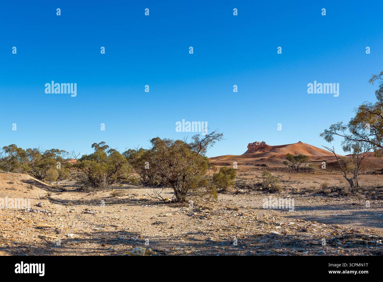 Trockene Landschaft mit trockenem Bachbett inmitten karger Vegetation, mit verstreuten Sträuchern, die typisch für xerische Umgebungen sind. Stockfoto